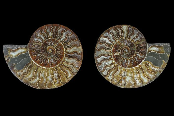Agate Replaced Ammonite Fossil - Madagascar #166900